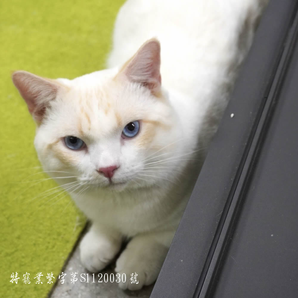 曼赤肯幼貓出售編號073：火焰色曼赤肯貓弟弟.生日2023年12月1日