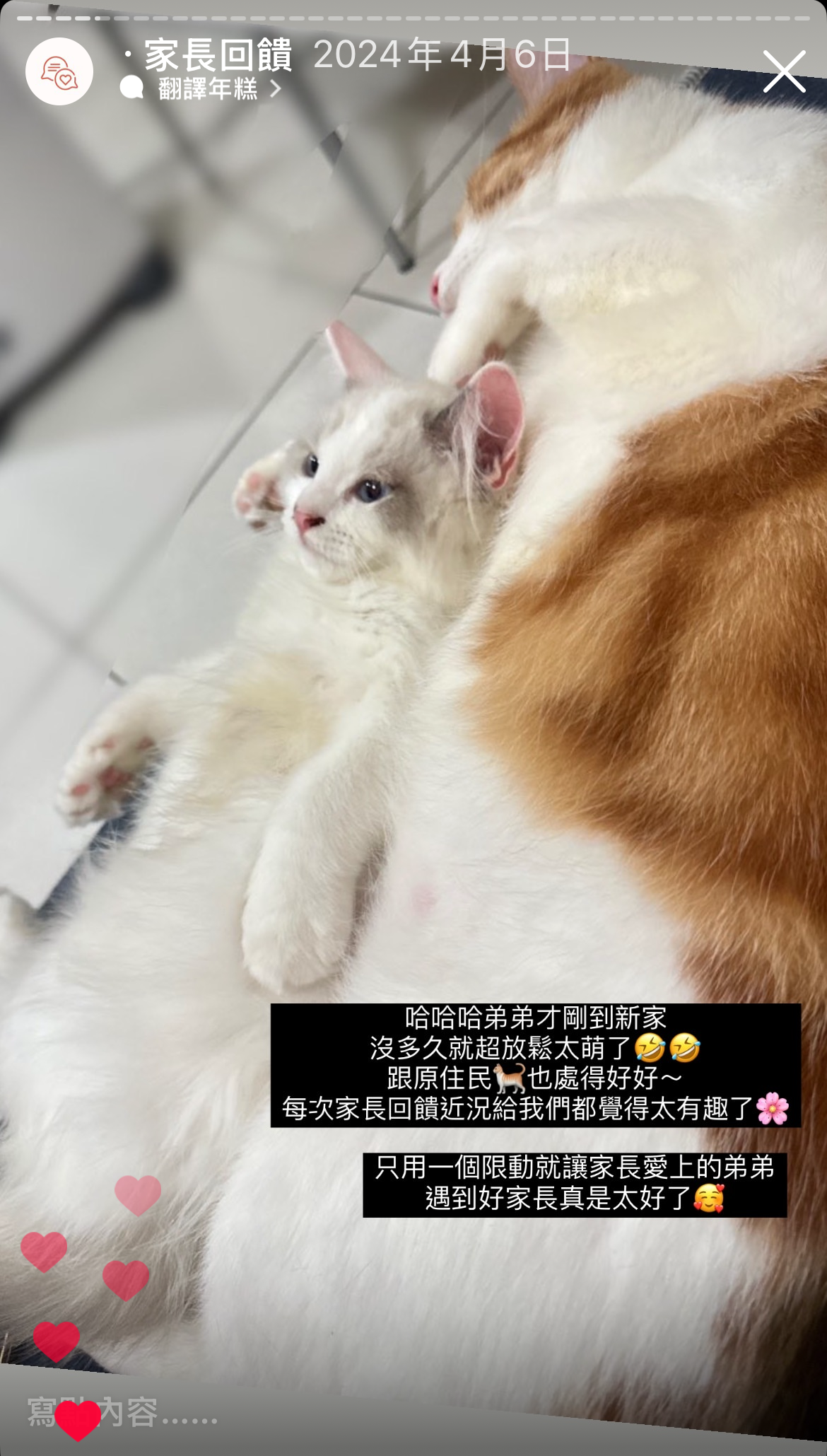 Maine Coon