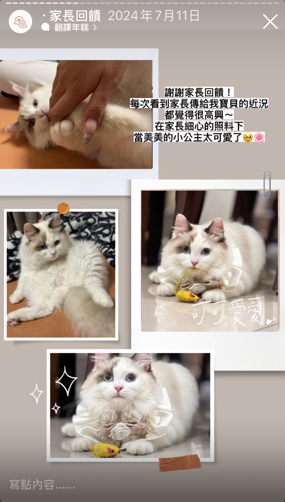 Maine Coon