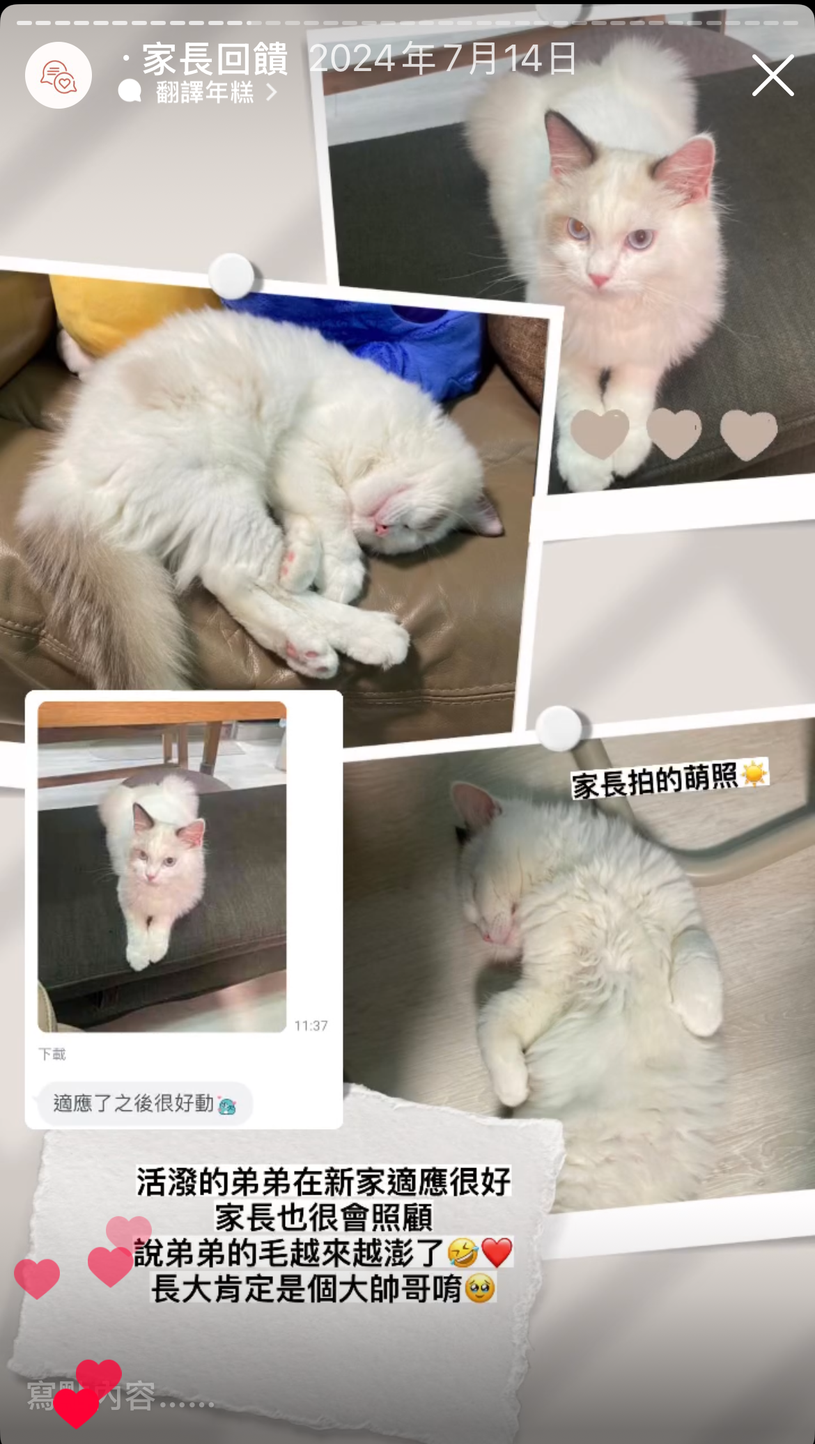 Maine Coon