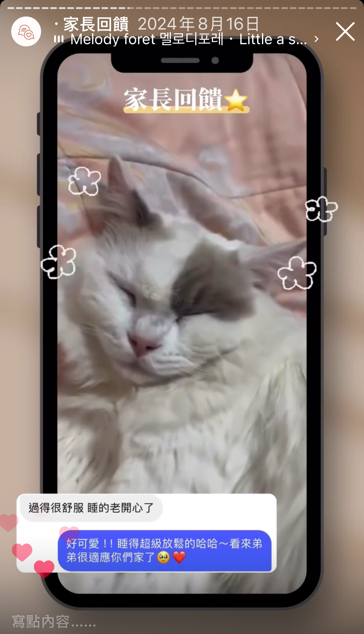 Maine Coon