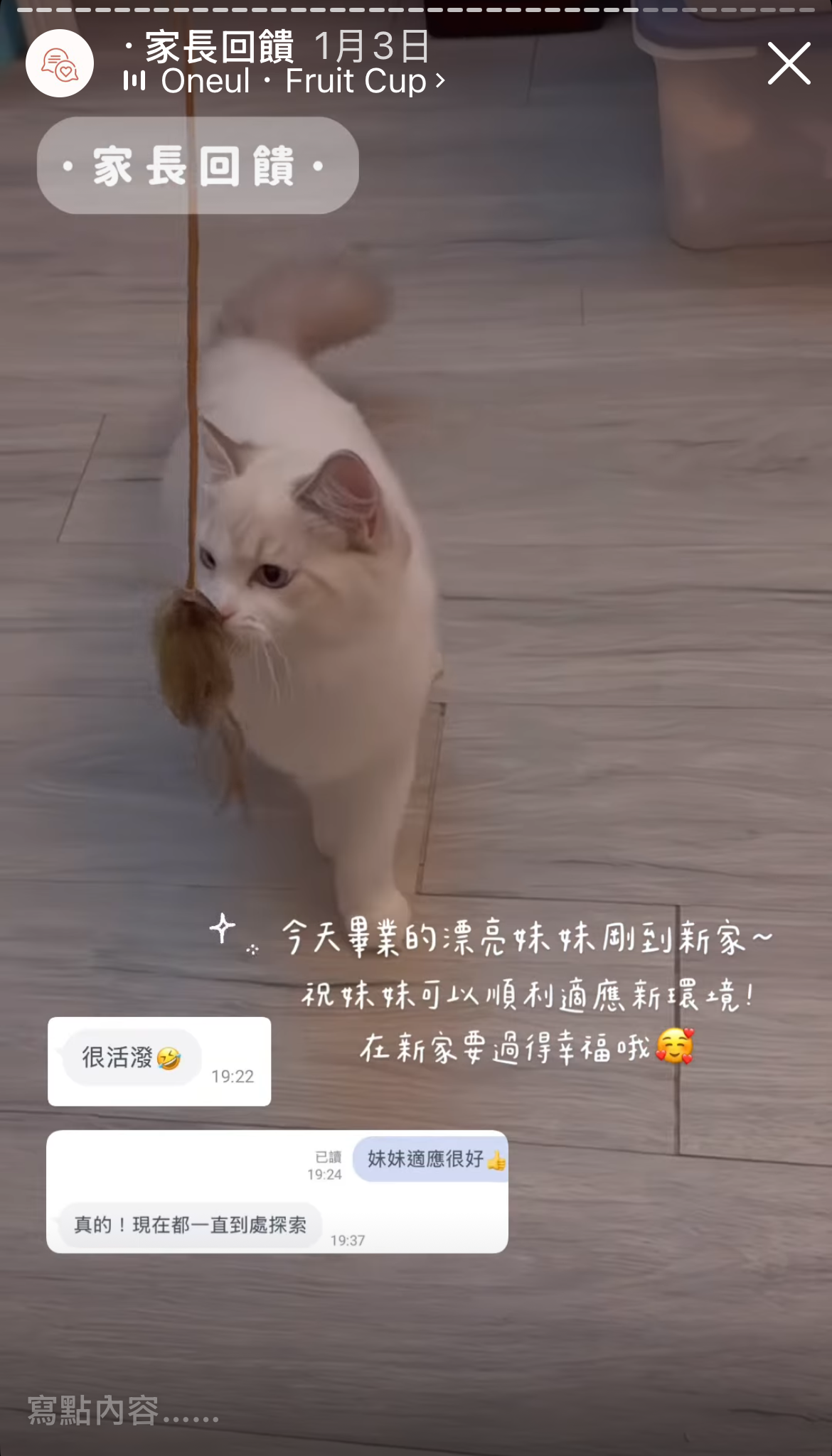 Maine Coon