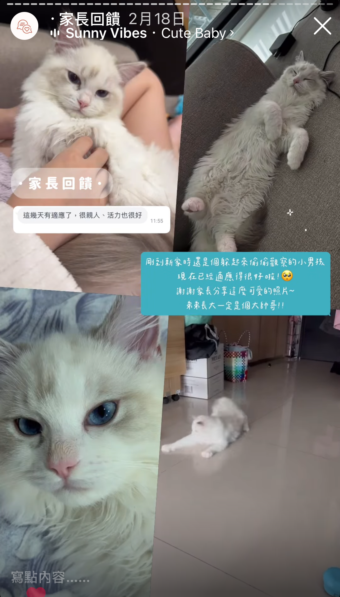 Maine Coon