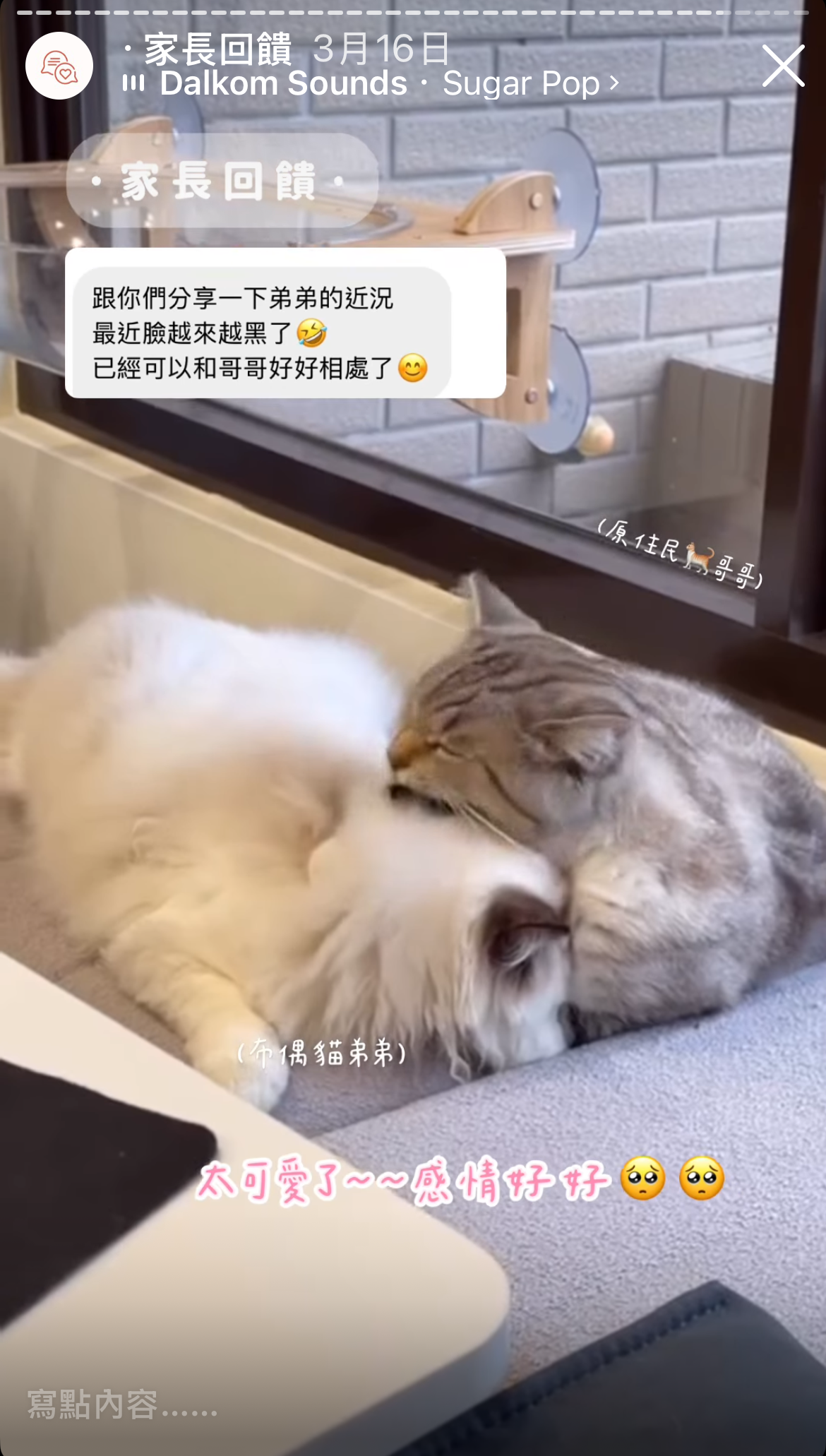 Maine Coon